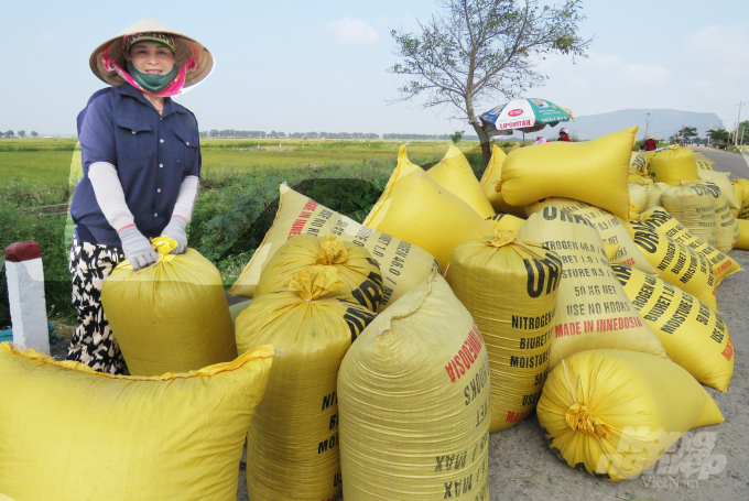 Nông dân Quảng Bình được mùa, thóc bán nhanh với giá 62 triệu đồng/tấn, lãi khoảng 23-25 triệu đồng/ha. Ảnh: Tâm Phùng.