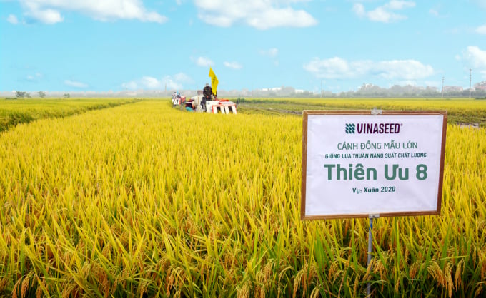 Thiên ưu 8 được đánh giá là giống lúa năng suất, chống đổ tốt ở Thừa Thiên - Huế.