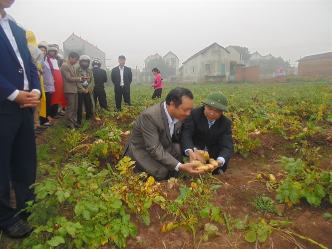 Lãnh đạo Công ty Lâm Thao và UBND huyện Lâm Thao cùng bà con tham quan mô hình khoai tây Solara