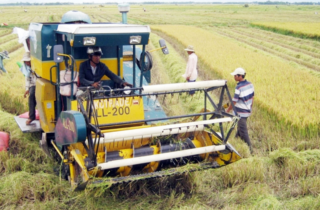 Năm 2020, Nam Trung Bộ, Bắc Trung Bộ đều đã được mùa lớn ở cả vụ đông xuân và hè thu trong bối cảnh nắng hạn khốc liệt. Ảnh: TL.