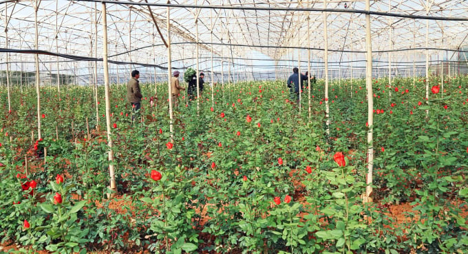 Một vườn hoa hồng trồng trong nhà kính công nghệ cao của người dân ở thị trấn Lạc Dương (huyện Lạc Dương). Ảnh: TTXVN.