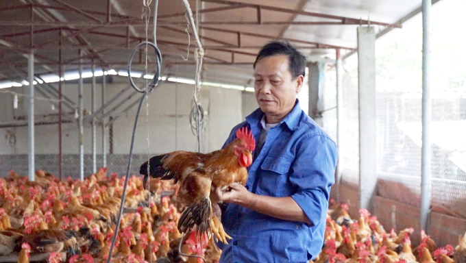 Pham Van Nhi, a breeder at his chicken farm under VietGAHP model in Hai Phong City. Photo: Dinh Muoi.