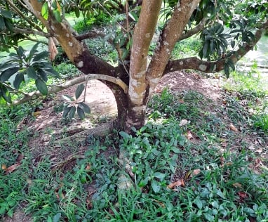 Trồng cây ăn trái đúng cách sẽ hạn chế được bệnh từ đất. Ảnh: PGS.TS Nguyễn Minh Châu.