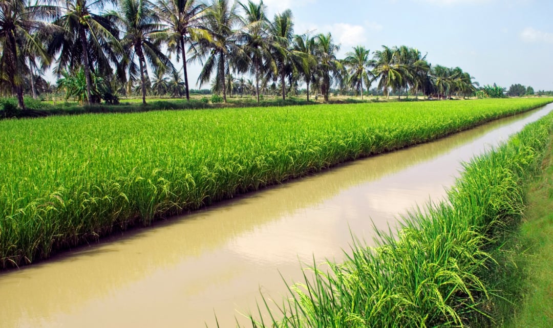 Mô hình lúa - tôm. Vinaseed sẽ gắn thêm chỉ dẫn địa lý cho các vùng lúa RVT trong đó có sản phẩm gạo tươi Thơm RVT Lúa tôm. Ảnh: Vinaseed.
