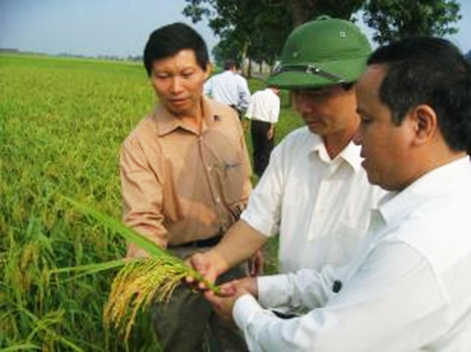 Ông Nguyễn Xuân Sang (bên trái) kiểm tra tình hình sản xuất hạt giống lúa lai tại huyện Yên Định (Thanh Hóa)