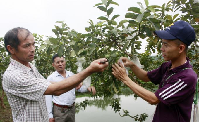 Ông Ân Văn Kim chăm sóc hướng dẫn kỹ thuật cho bà con. Ảnh: CTV.