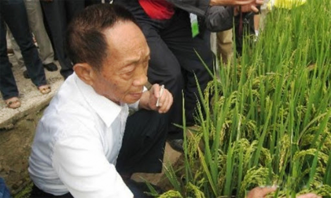 Ông Viên Long Bình vẫn miệt mài nghiên cứu lúa lai cho đến những ngày cuối đời. Ảnh: CNS.