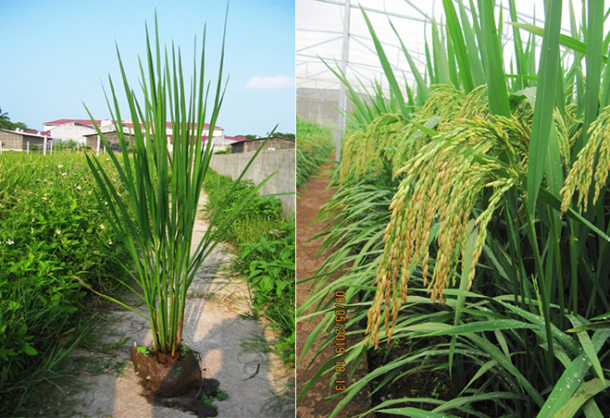 New plant type of the TGMS female line and panicle of the super hybrid rice complex, over 600 grains, with a firm grain rate of 96%.