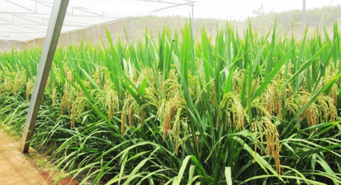 Super high yield hybrid rice.