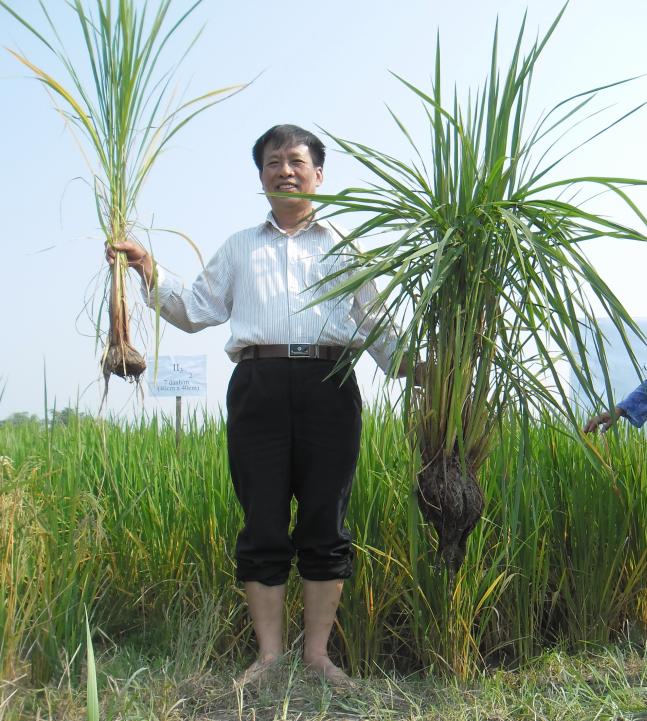 Ông Nguyễn Duy Hồng so sánh hai khóm lúa cấy kiểu cũ và kiểu mới. Ảnh: Nhân vật cung cấp.