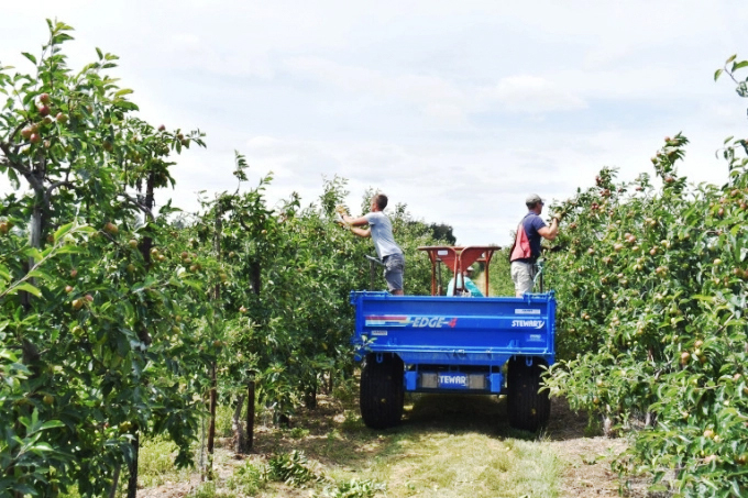 Nông dân tại một trang trại của Anh đang thu hái táo. Ảnh: Al Jazeera.