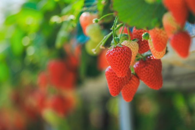 Strawberries are grown in many places in Lam Dong.