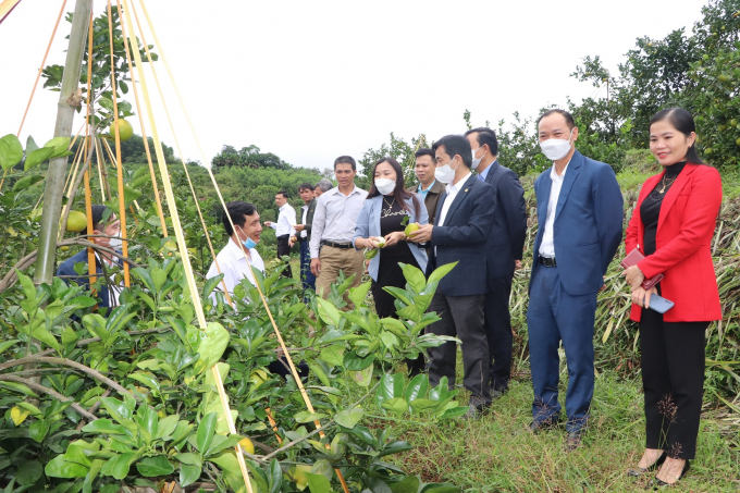 Đoàn đến tham quan mô hình trồng cam theo tiêu chuẩn VietGAP của gia đình anh Nguyễn Quang Đạt, thành viên Tổ hợp tác cam Thanh Sơn 1, xã Đức Lĩnh.