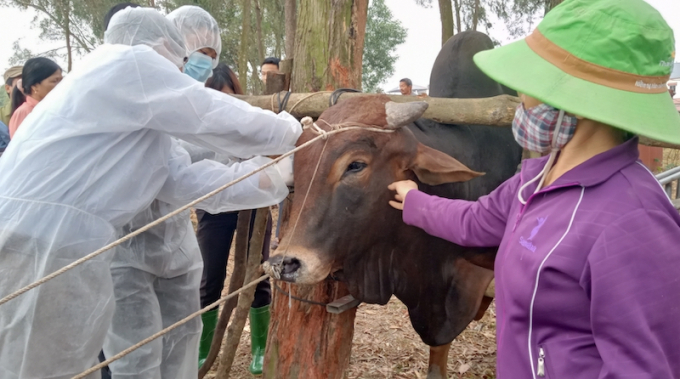 Hệ thống thú y toàn thành phố Hà Nội đang tập trung tiêm phòng cho đàn vật nuôi những tháng cuối năm.