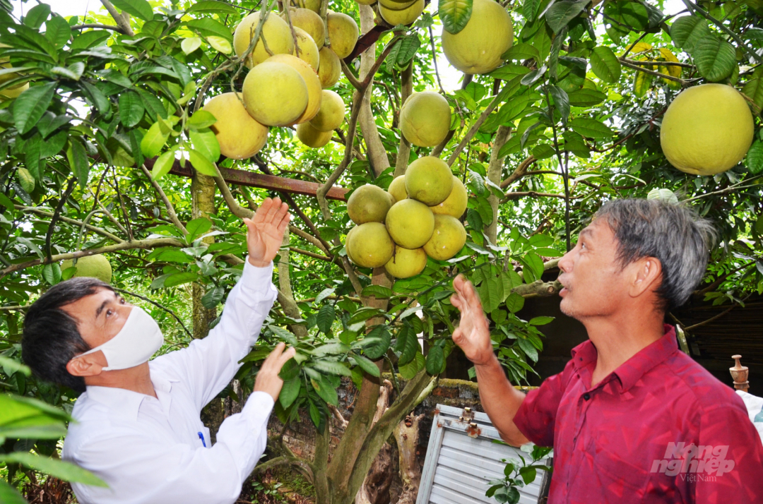 Anh Hòa (bên trái) đang trao đổi kỹ thuật với một nhà vườn trồng bưởi. Ảnh: Dương Đình Tường.