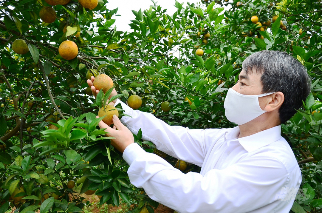 Anh Hòa đang kiểm tra một vườn cam. Ảnh: Dương Đình Tường.