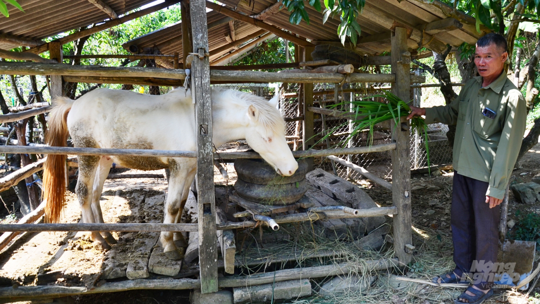 Nghề chăn nuôi đại gia súc ở xã Phong Vân rất phát triển. Ảnh: Dương Đình Tường.