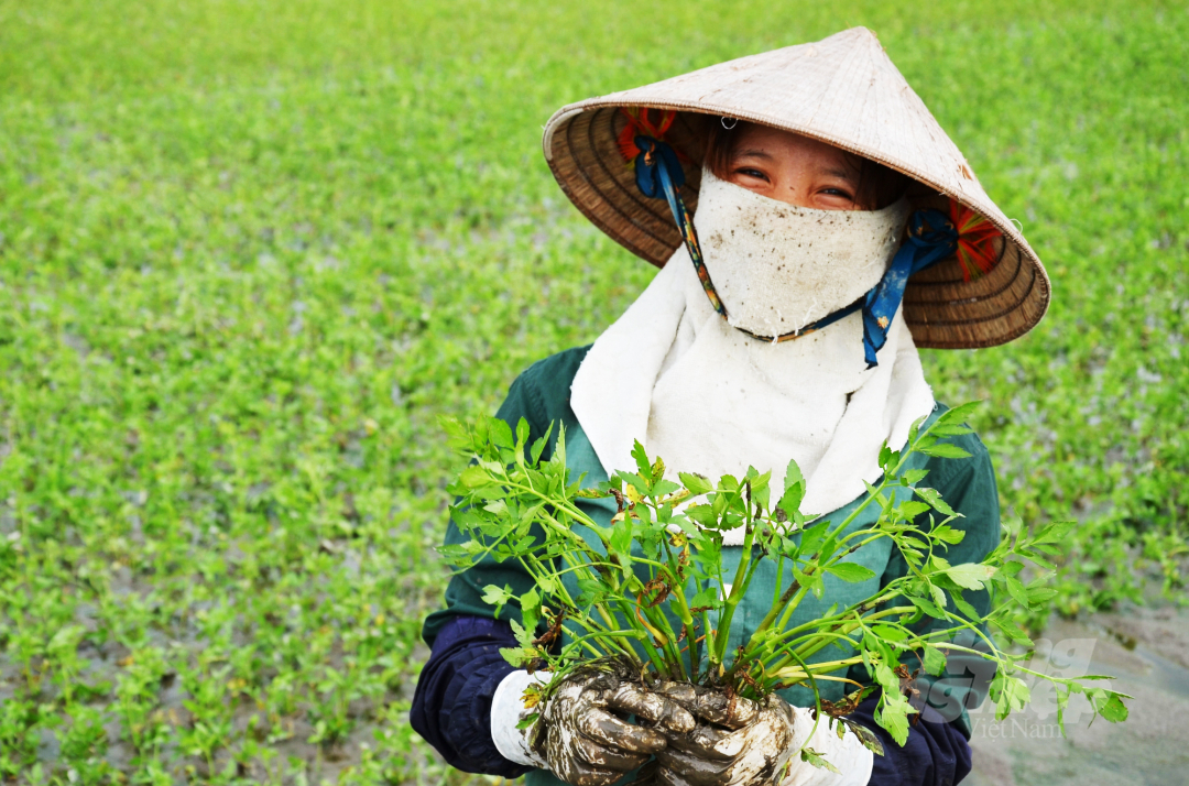 Một nông dân chuẩn bị rau cần để cấy ở huyện Hiệp Hòa. Ảnh: Dương Đình Tường.