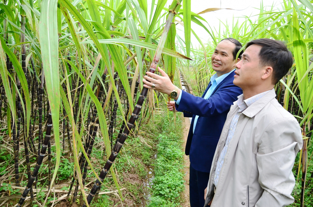 Anh Bùi Văn Liển - Chủ tịch UBND xã Dũng Phong (phía xa) đang kiểm tra mía  cùng anh Đinh Văn Thái - Giám đốc Trung tâm Dịch vụ Nông nghiệp huyện Cao Phong. Ảnh: Dương Đình Tường.