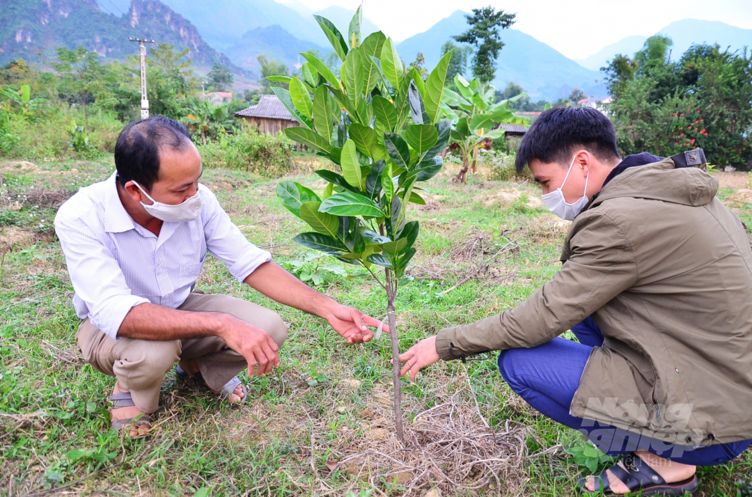 Anh Lò Văn Bình làm khuyến nông của xã Pi Toong, huyện Mường La (trái) hướng dẫn trồng mít cho người dân trong xã. Ảnh: Dương Đình Tường.