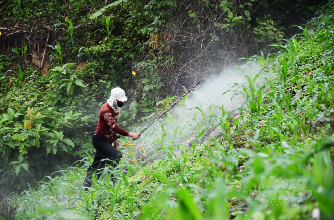 Thiếu người hướng dẫn kỹ thuật, một nông dân của xã Tà Hộc, huyện Mai Sơn, tỉnh Sơn La đang phun thuốc trừ cỏ trùm cả lên người. Ảnh: Dương Đình Tường.