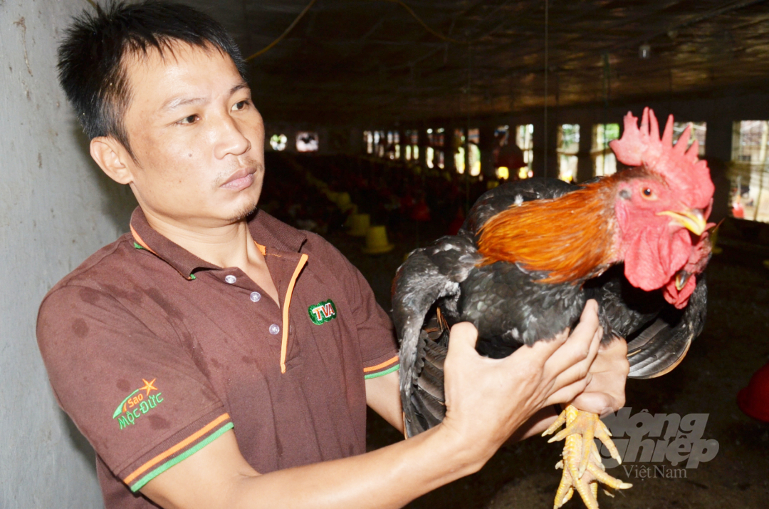 Một trang trại gà thịt ở ngoại thành Hà Nội. Ảnh: Dương Đình Tường.