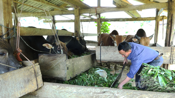 Một hộ dân ở Phiêng Đén chăn nuôi bò. Ảnh: Toán Nguyễn.