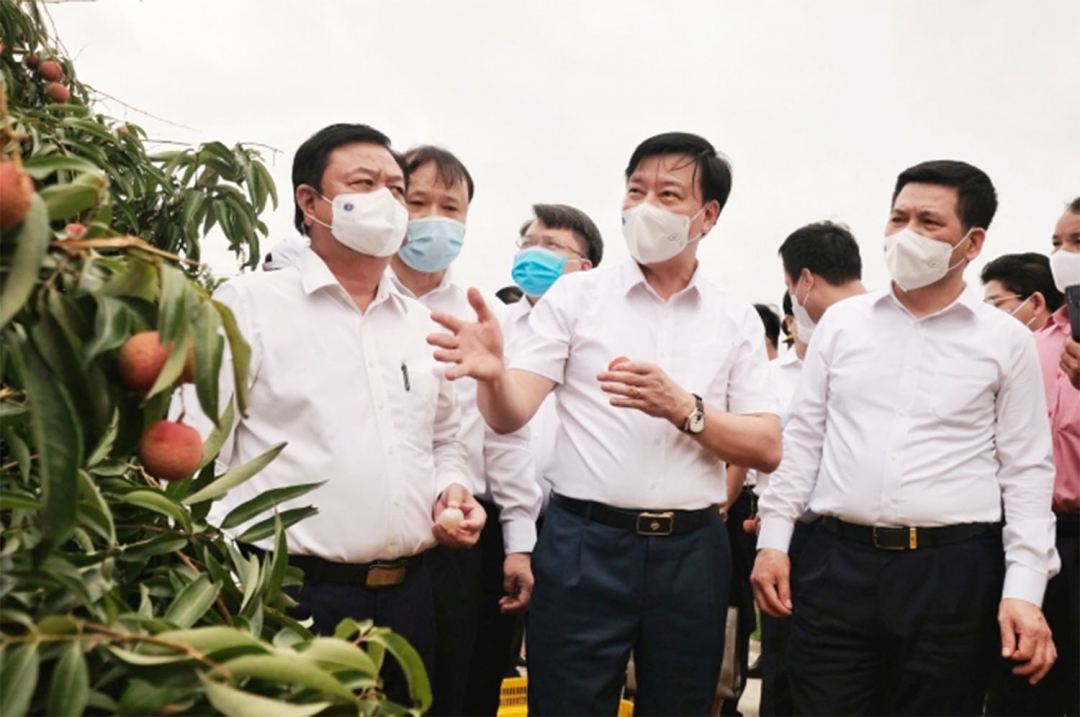 Bộ trưởng Bộ NN-PTNT Lê Minh Hoan (ngoài cùng bên trái) cùng lãnh đạo Bộ Công thương, UBND tỉnh Hải Dương thăm vườn vải mẫu chuẩn bị thu hái, xuất khẩu tại Hải Dương vào ngày 18/5/2022. Ảnh: Chí Tuệ.