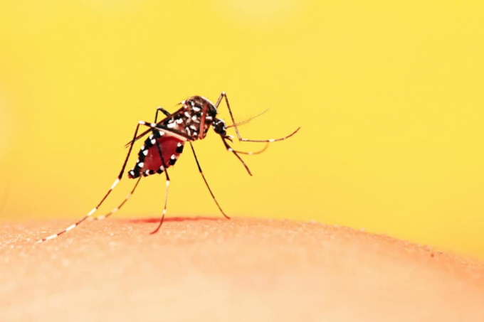 Cần tiêu diệt muỗi vằn để cắt đứt nguy cơ lây nhiễm sốt xuất huyết.