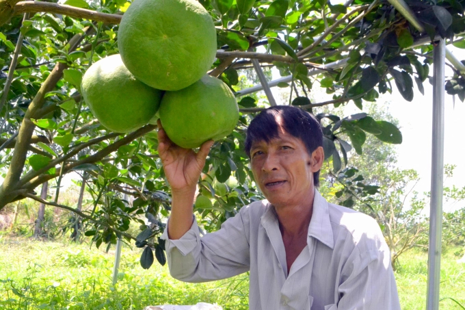 Farmer Dao Van Minh is happy to hear that local grapefruit would be in OCOP programme. Photo: Tran Trung.