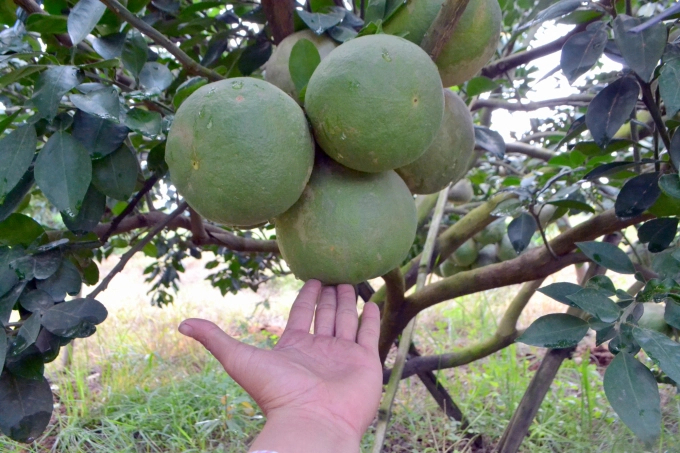 As one of candidate OCOP product, Binh Duong grapefruit is expected to help local farmers go prosperous. Photo: Tran Trung.