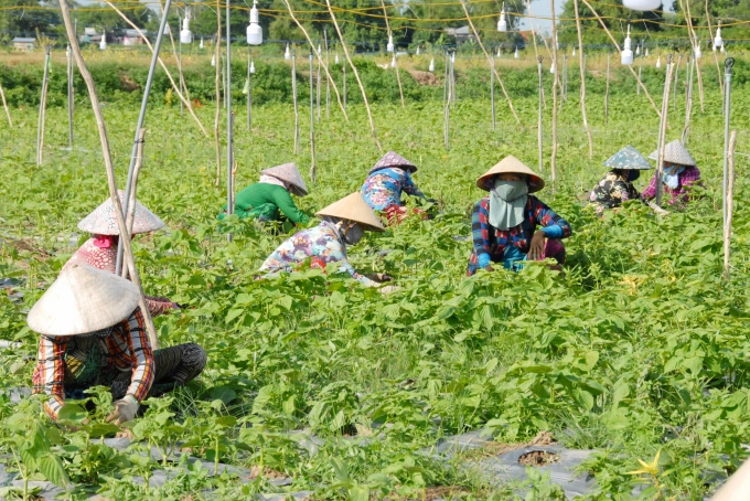  An Giang Province has exceeded its target of converting rice-cultivation land into the land for growing vegetables and fruit trees in the period of 2017-2020. Photo: Le Hoang Vu.