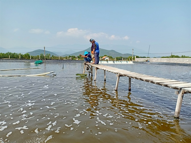 Shrimp farming might leave a negative impact on the surrounding environment. Photo VAN