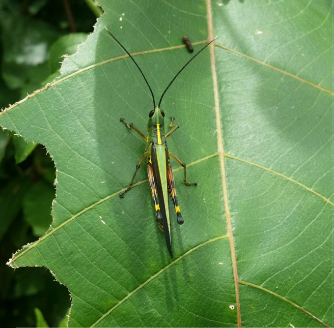 An adult yellow-spined bamboo locust. Photo: Department of Plant Protection.