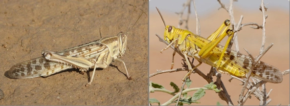 Adult desert locust is yellowish or brownish with brown spots on wings.