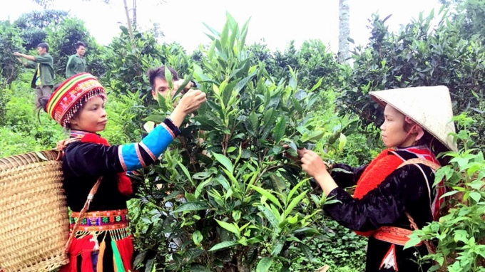 Harvest Shan tuyet tea in Cho Moi District. Photo: Toan Nguyen.
