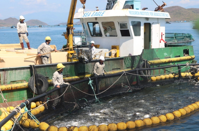 Vietnam’s marine aquaculture has not yet been exploited due to the incomplete legal framework which is attractive to investors. Photo: VAN.