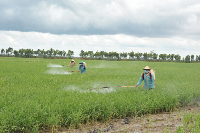 The implementation of the VnSAT project in the Mekong Delta has brought about positive results to rice production. Photo: VAN.