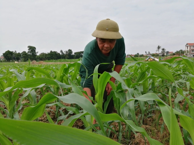 The agricultural extension has contributed to the revival of biomass maize production in the 2020-2021 winter season. Photo: Trung Quan.
