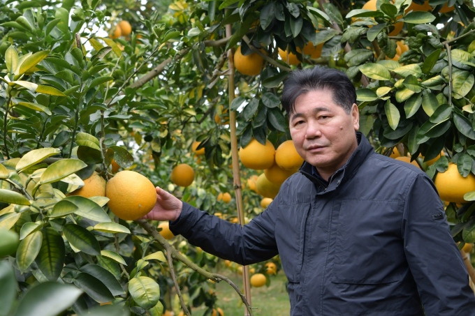 Le Quoc Thanh visits an organic grapefruit farming model in Bac Giang Province’s Luc Ngan District. Photo: Le Ben.
