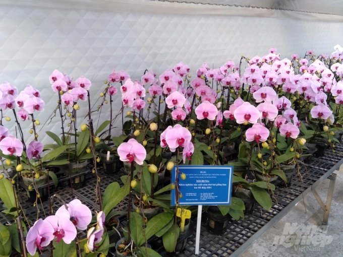 The moth orchid type the copyright of which has been successfully transferred. Photo: Hai Tien.