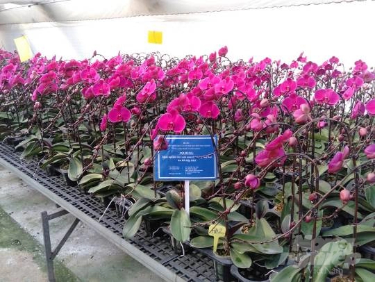 The successful transference is an important milestone in the orchid industry in Vietnam. Photo: Hai Tien.