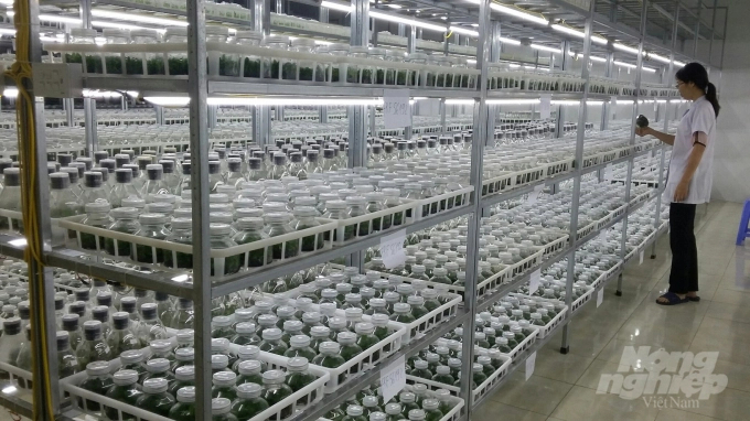Breeding moth orchid by applying improved tissue culture technology is conducted at the Centre for Flowers, Ornamentals Research and Development. Photo: Hai Tien.