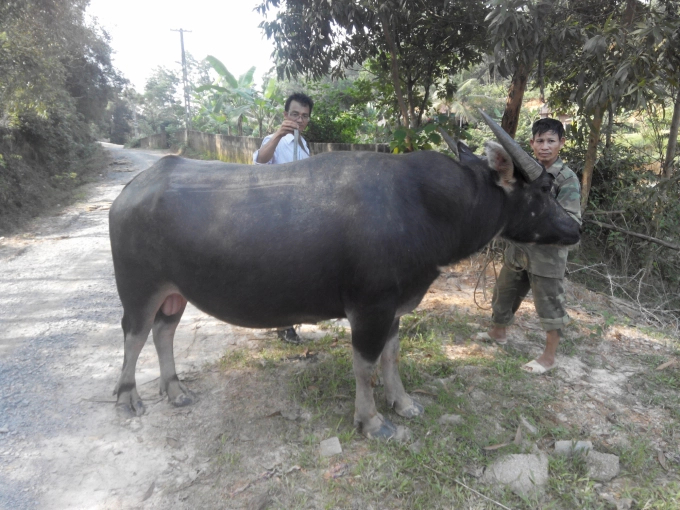 The demand on raising buffaloes for meat is on the rise in Viet Nam. Photo: ARDC.