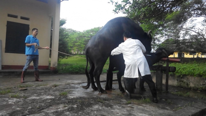 Buffaloes at animal Husbandry Research and Development Center for Mountainous Zone. Photo: ARDC.