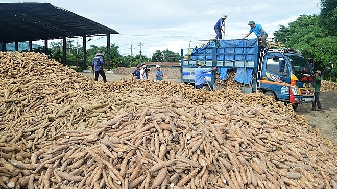 Traders have forecast the price of cassava will continue to stay high as the supply of cassava starch has decreased sharply. Photo: congthuong.vn.