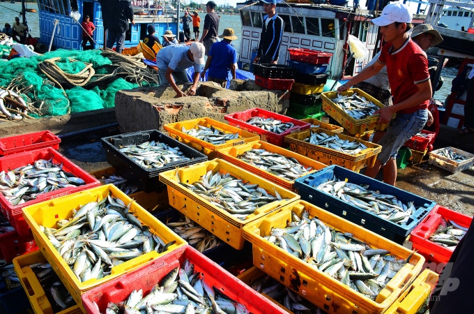 Without IUU fishing, the seafood products will be valuable. Photo: Cong Dien.