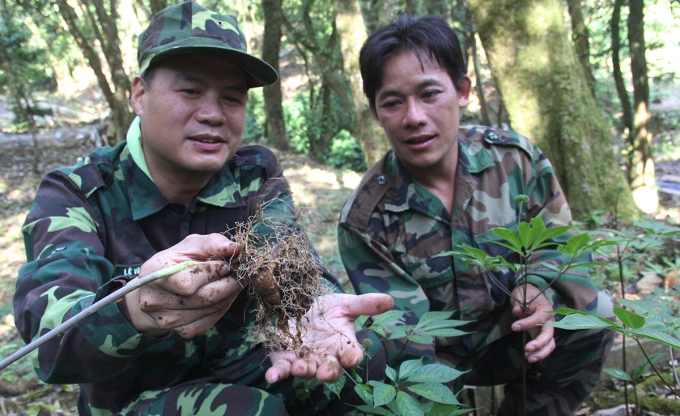 Vietnamese ginseng (Ngoc Linh gingseng), one of the precious medicinal plants of our country. Photo: TL.