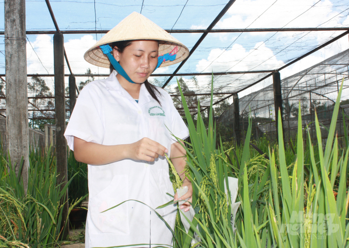  A woman researches on OM rice breeding in the Mekong Delta Rice Institute. Photo: VL.
