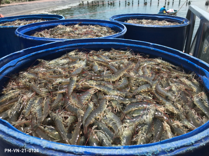 Farmers in Mekong River Delta harvest shrimps at the end of the season.